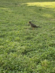 Turdus falcklandii