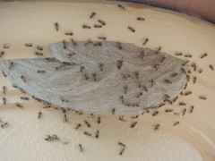 Ropalidia romandi