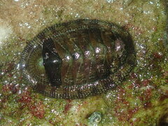 Sypharochiton pelliserpentis