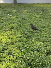 Turdus falcklandii