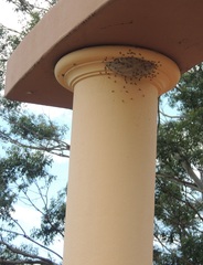 Ropalidia romandi