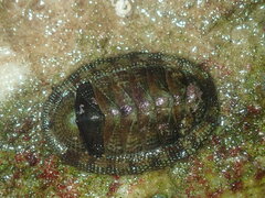 Sypharochiton pelliserpentis