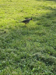 Turdus falcklandii