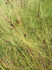 Carex extensa