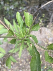 Sambucus ebulus