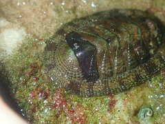 Sypharochiton pelliserpentis