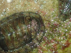 Sypharochiton pelliserpentis