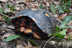Chelonoidis carbonarius