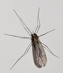 Trichocera