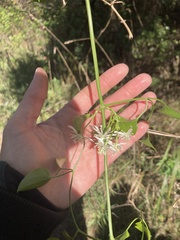 Clematis terniflora