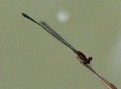 Prodasineura verticalis