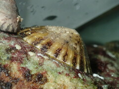 Cellana tramoserica