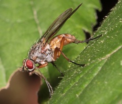 Muscoidea