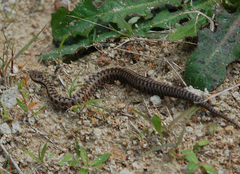 Vipera aspis