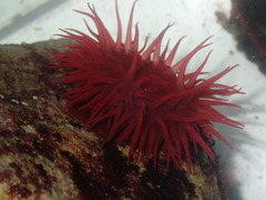 Actinia tenebrosa
