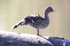 Anas undulata undulata