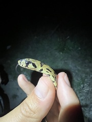 Zamenis scalaris