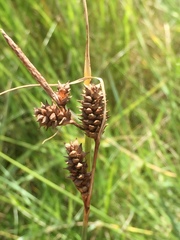 Carex extensa
