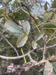 Pistacia atlantica