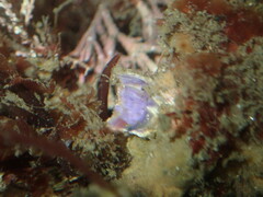 Austrobalanus imperator