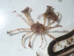 Halicarcinus ovatus