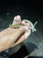 Zamenis scalaris