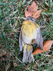 Leiothlypis ruficapilla