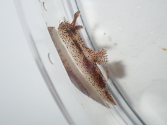 Polycera fujitai