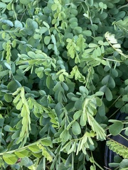 Phyllanthus urinaria