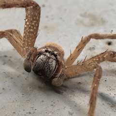 Neosparassus salacius