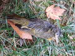 Leiothlypis ruficapilla