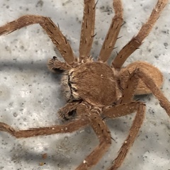 Neosparassus salacius