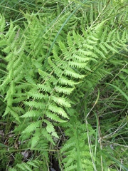 Coryphopteris simulata