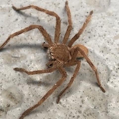 Neosparassus salacius