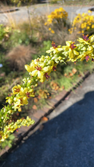 Verbascum nigrum