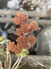 Hylotelephium spectabile