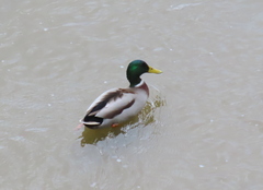 Anas platyrhynchos platyrhynchos