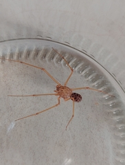 Scytodes univittata