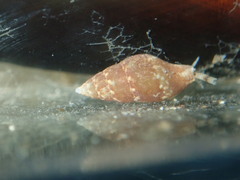 Mitrella bicincta