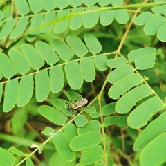 Sphedanolestes impressicollis