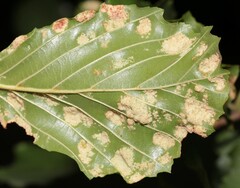 Acalitus brevitarsus