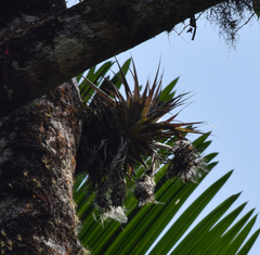 Tillandsia geminiflora