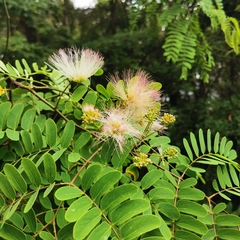 Albizia kalkora