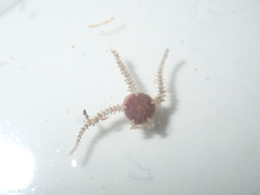Ophiuroidea