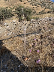 Drimia numidica
