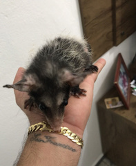 Didelphis aurita