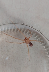 Scytodes univittata