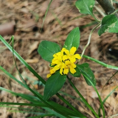 Lysimachia pseudohenryi