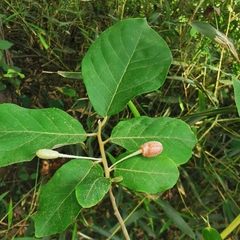 Elaeagnus multiflora