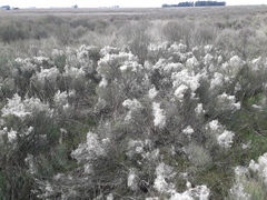 Acanthostyles buniifolius